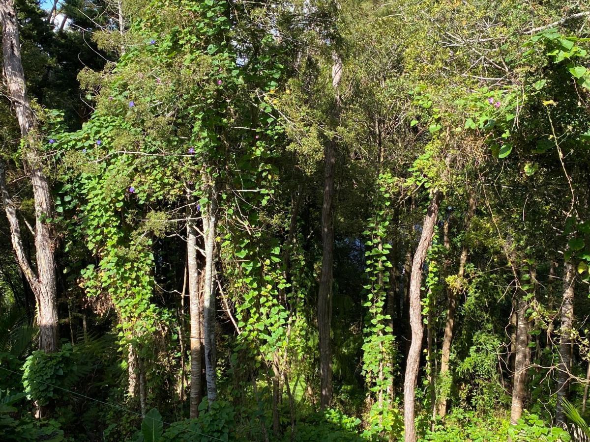 Bush , Birds And Relaxing Moments Lejlighed Auckland Eksteriør billede